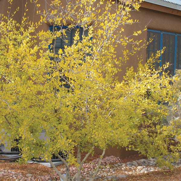 Happy Boy New Mexico Privet - Image 4