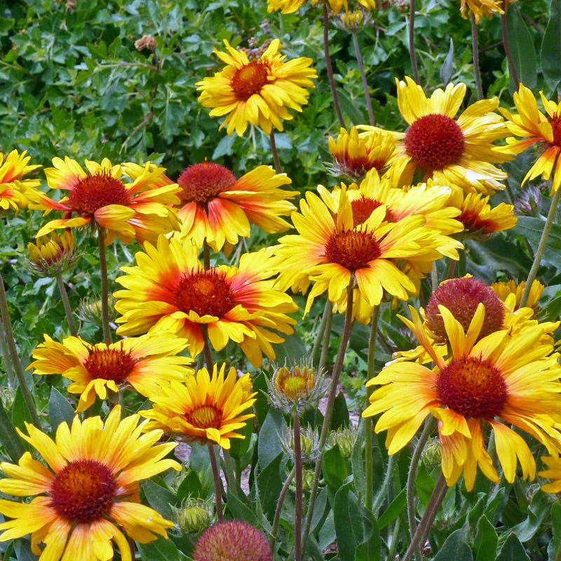 Amber Wheels Gaillardia - Image 2