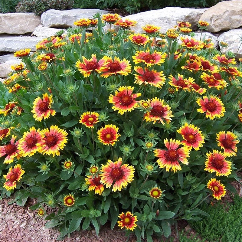 Arizona Sun Gaillardia - Image 2