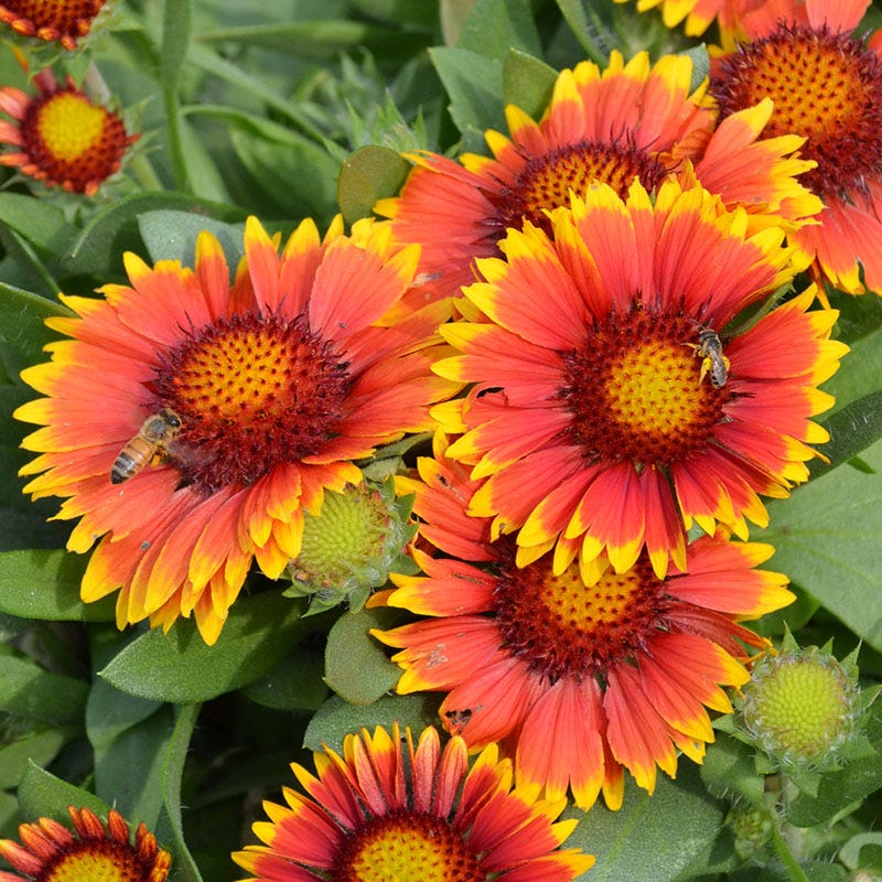Arizona Sun Gaillardia - Image 3