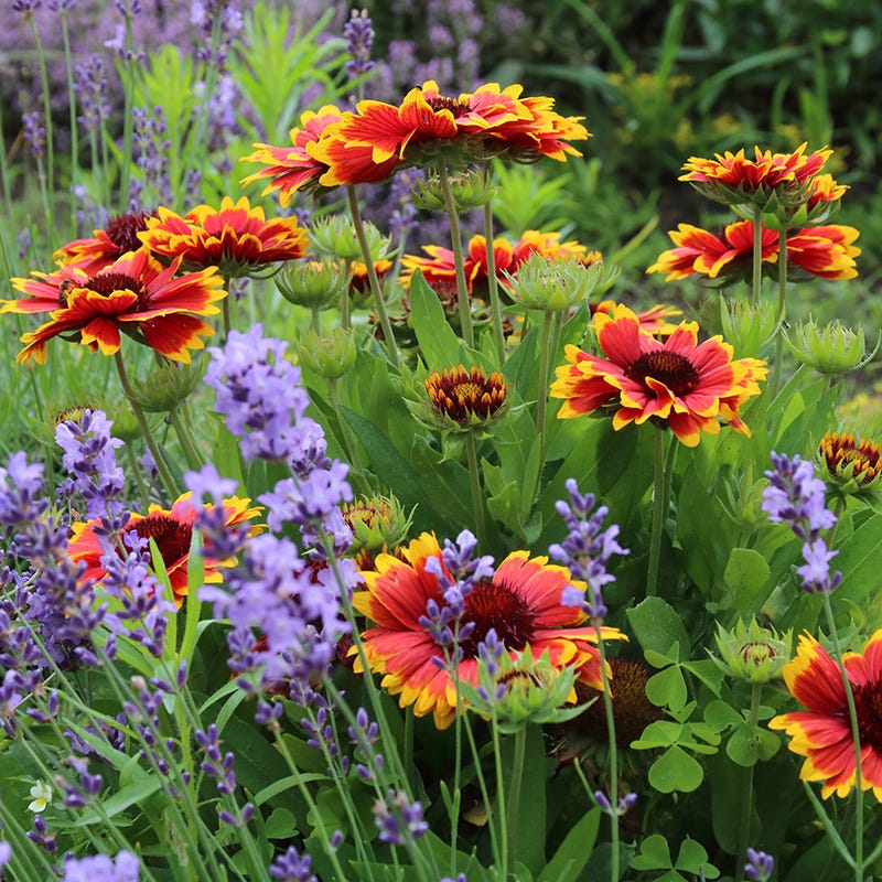 Gaillardia Collection (Blanket Flower) - Image 5