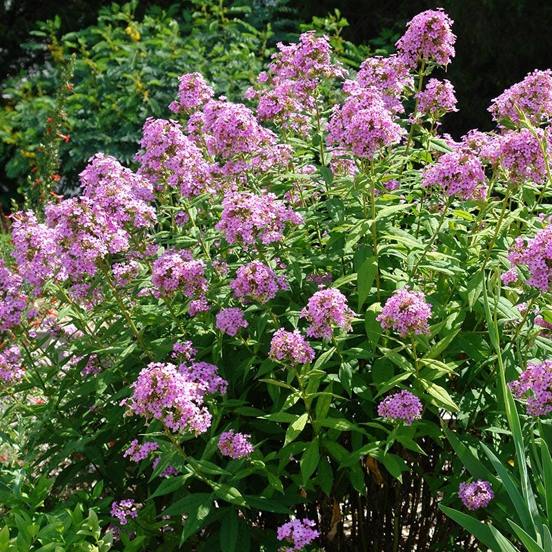Jeana Garden Phlox - Image 2