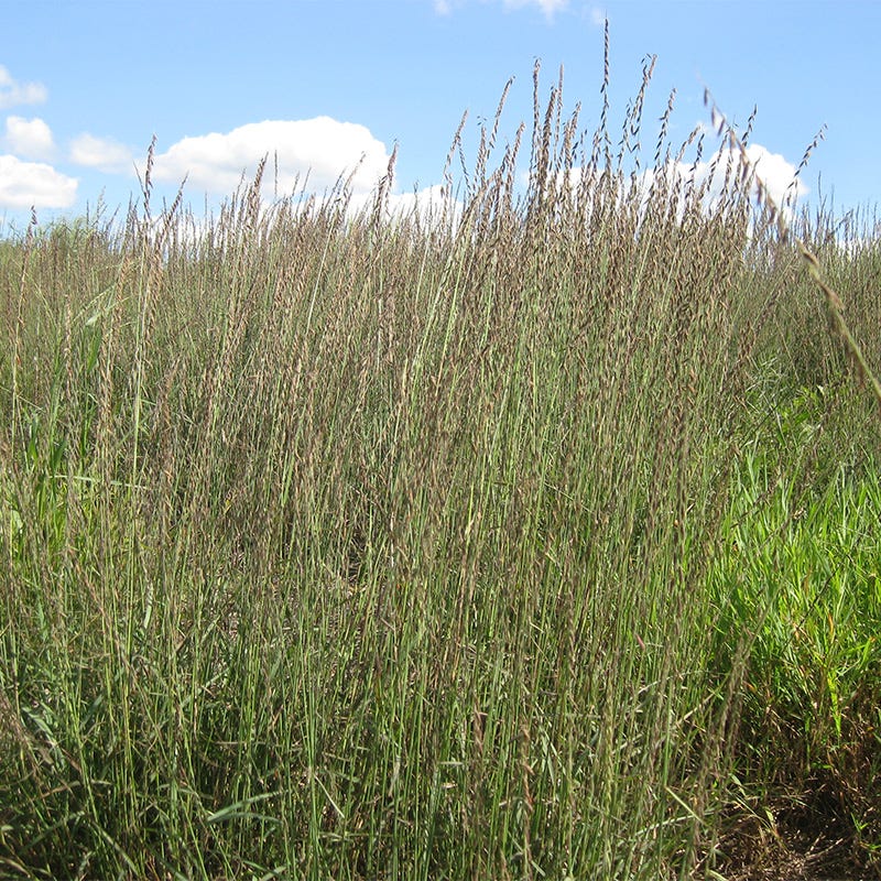 Sideoats Grama Grass - Image 2
