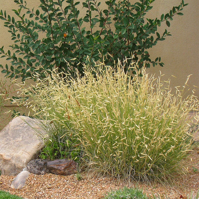 Habitat Hero Birdwatcher Pre-Planned Garden - Image 13