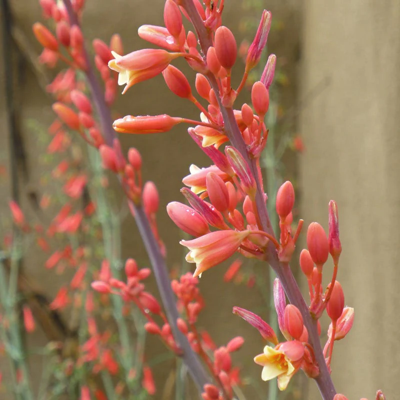 Texas Perennial Collection - Image 4