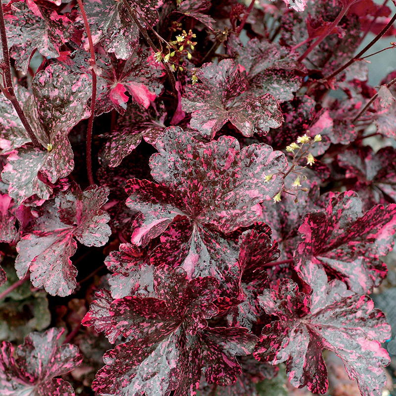 Midnight Rose Coral Bells - Image 3