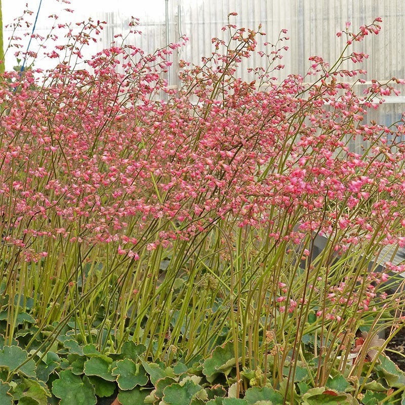 Weston Pink Coral Bells