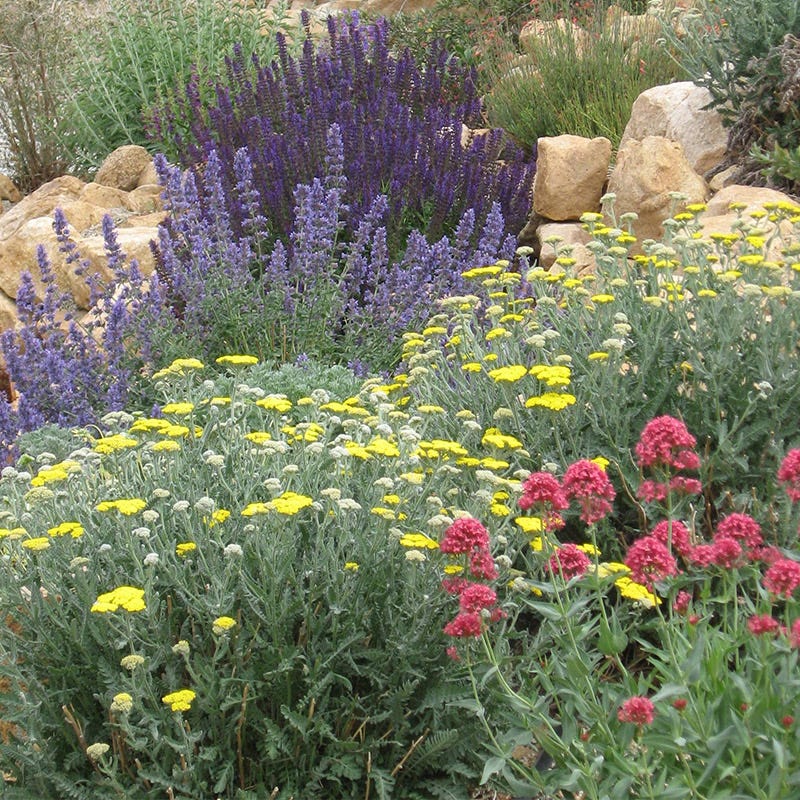 Jumbo Waterwise Pre-Planned Garden For The West Coast - Image 3