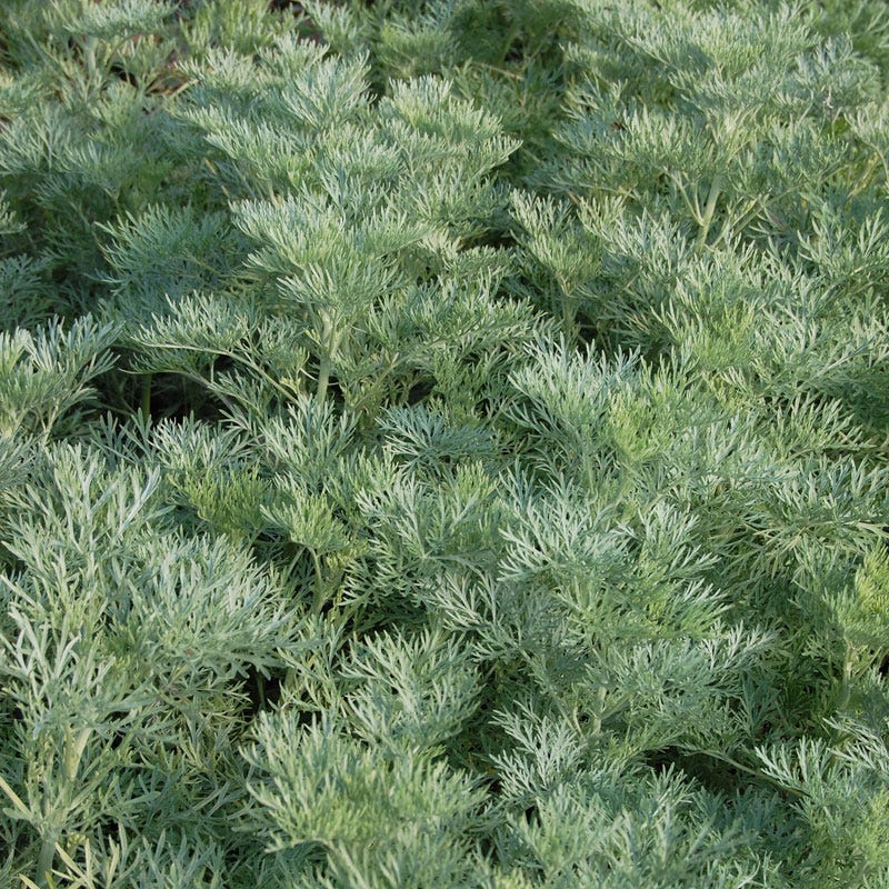 Jumbo Waterwise Pre-Planned Garden For The West Coast - Image 4