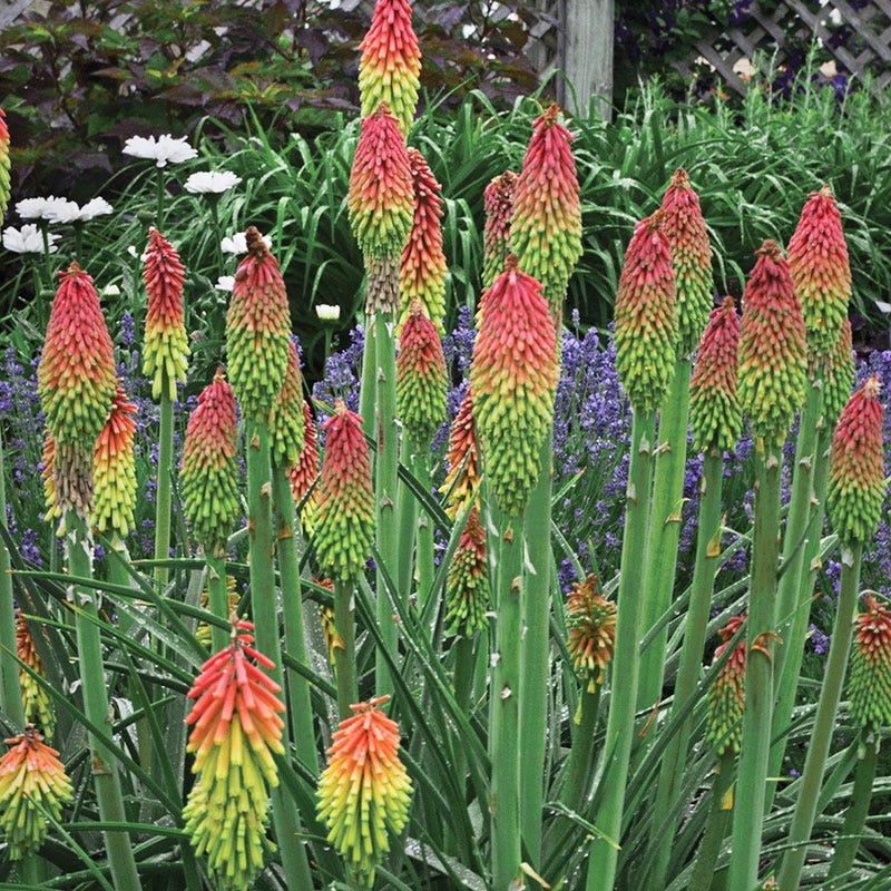 Fire Dance Red Hot Poker - Image 5