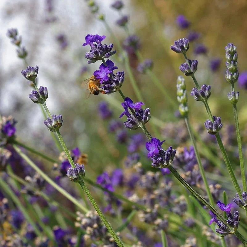 Buena Vista English Lavender - Image 2