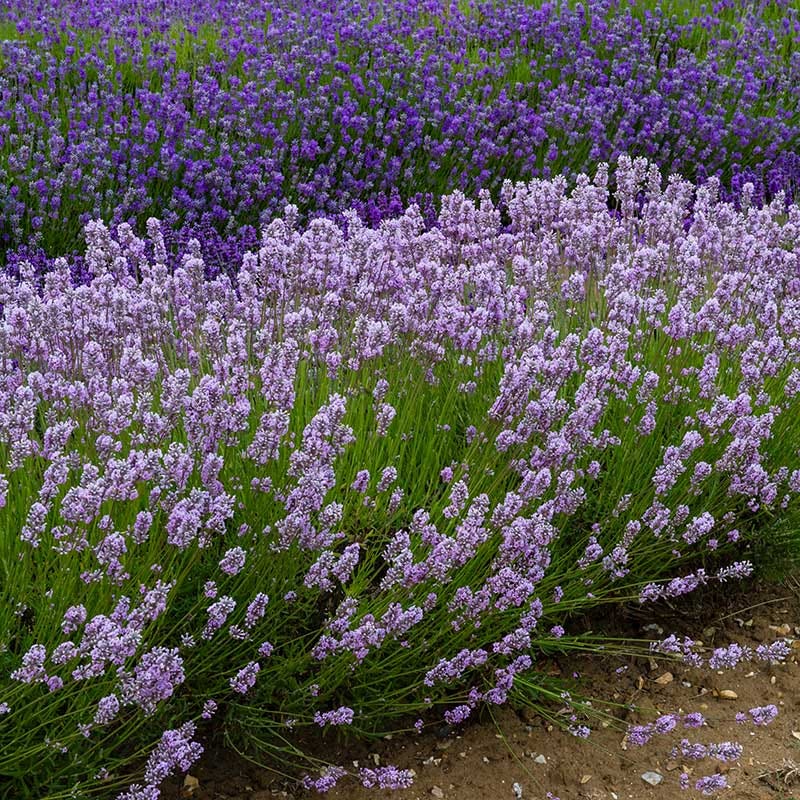 Miss Katherine English Lavender - Image 2