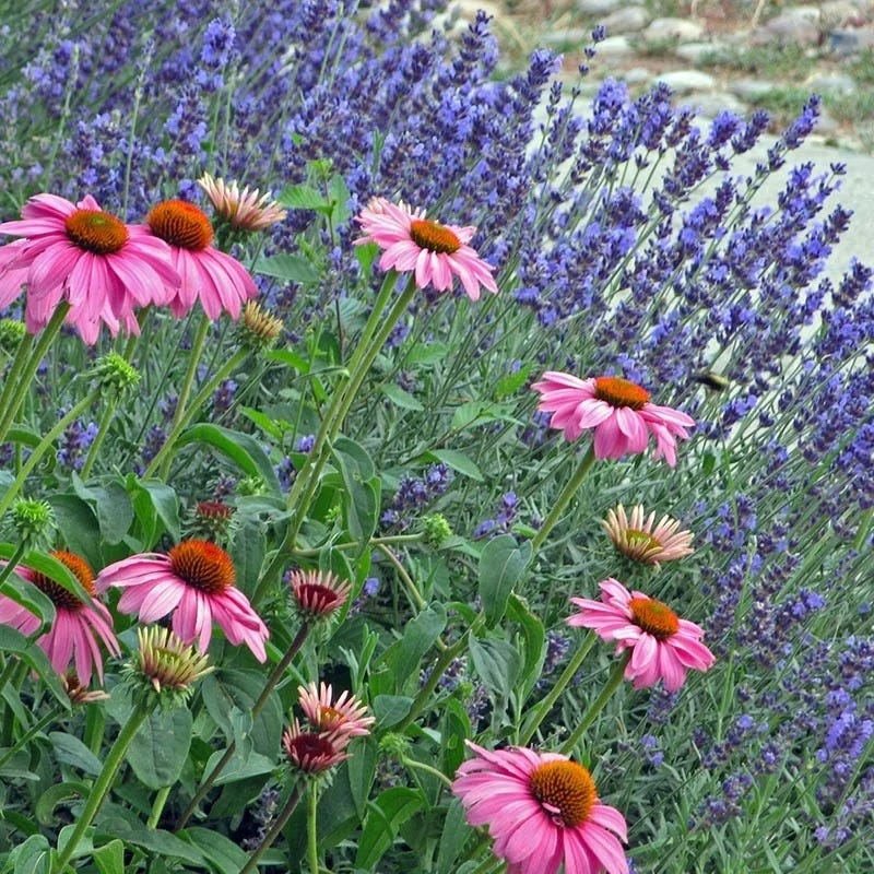 Mitcham Gray English Lavender - Image 3