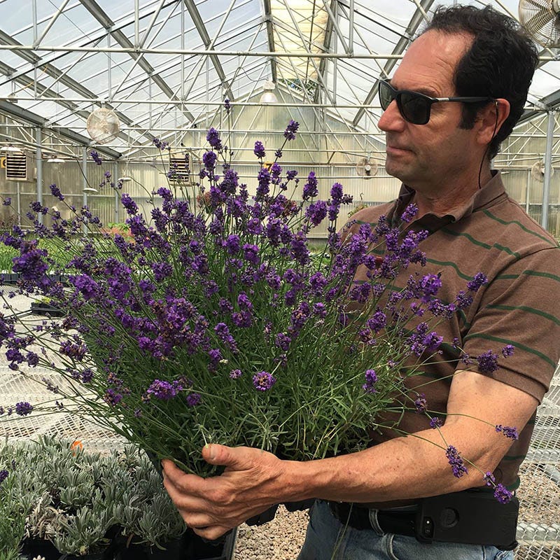 Munstead Violet English Lavender - Image 4
