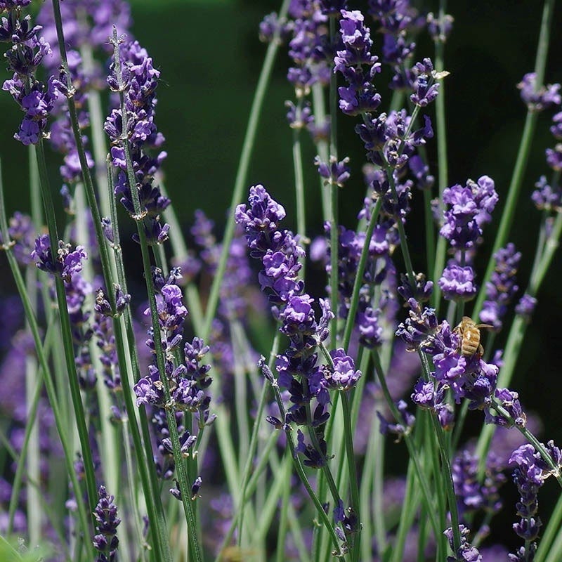 Sharon Roberts English Lavender - Image 2