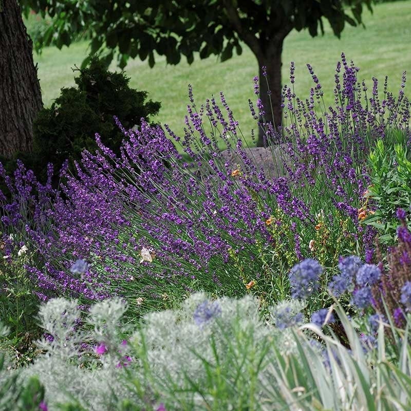 Sharon Roberts English Lavender - Image 3