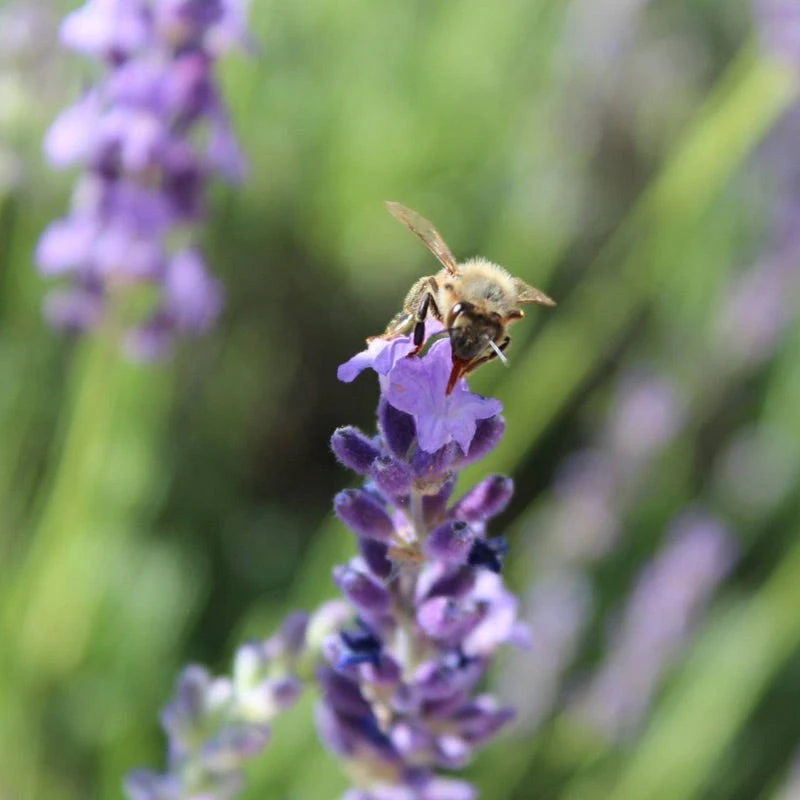 Sharon Roberts English Lavender - Image 4