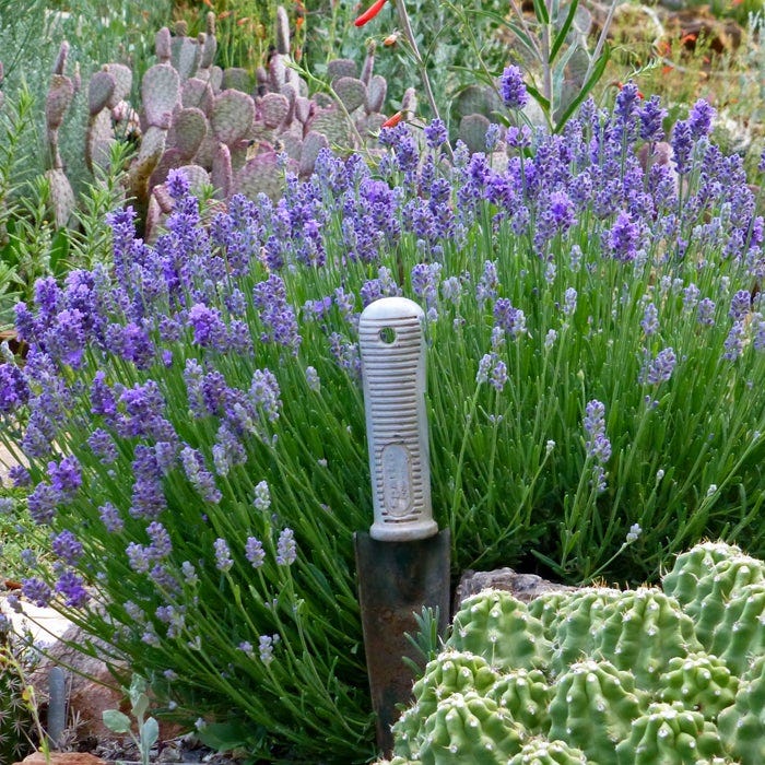 Wee One Dwarf English Lavender - Image 5