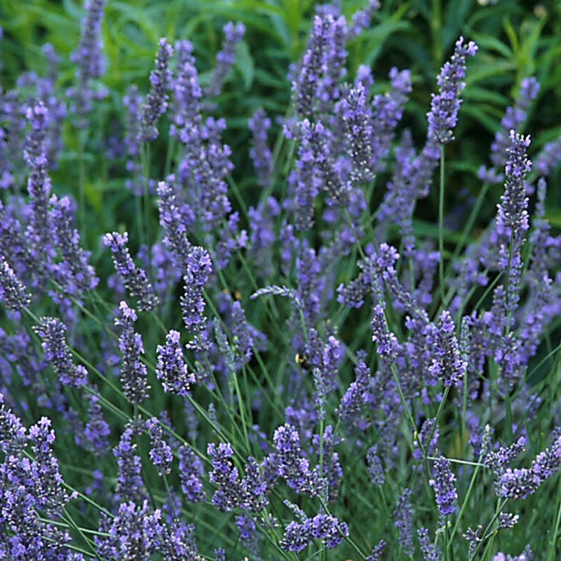 Grosso French Lavender - Image 3