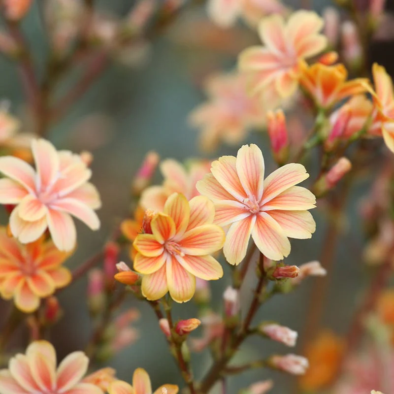 California Perennial Collection - Image 6