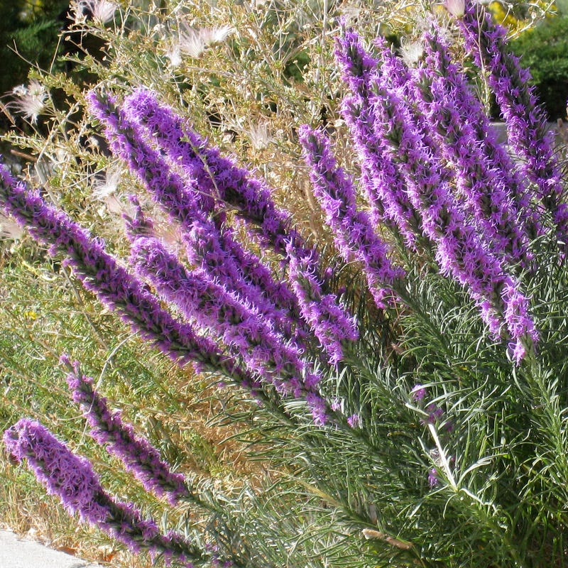 Texas Perennial Collection - Image 5