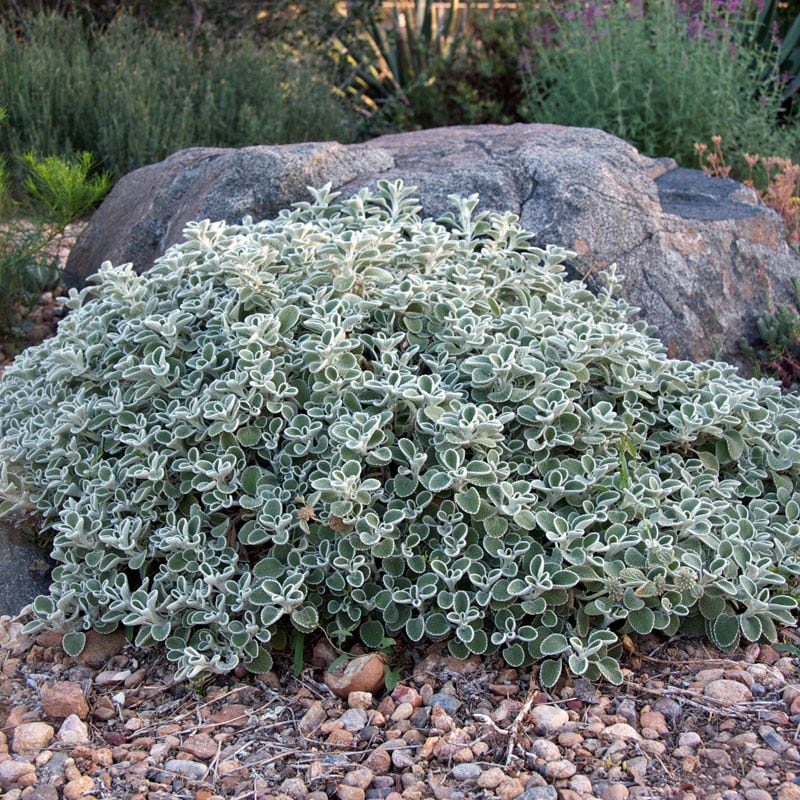 Silver Edged Horehound (Marrubium) - Image 3