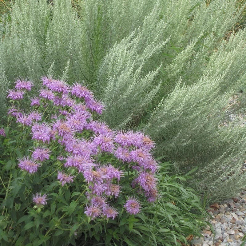 Wild Bergamot (Wichita Mountains Form) - Image 3