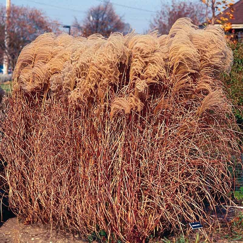 Gracillimus Miscanthus Grass - Image 3