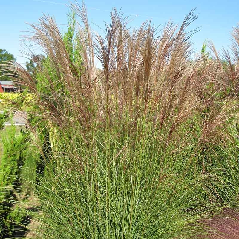 Gracillimus Miscanthus Grass - Image 4
