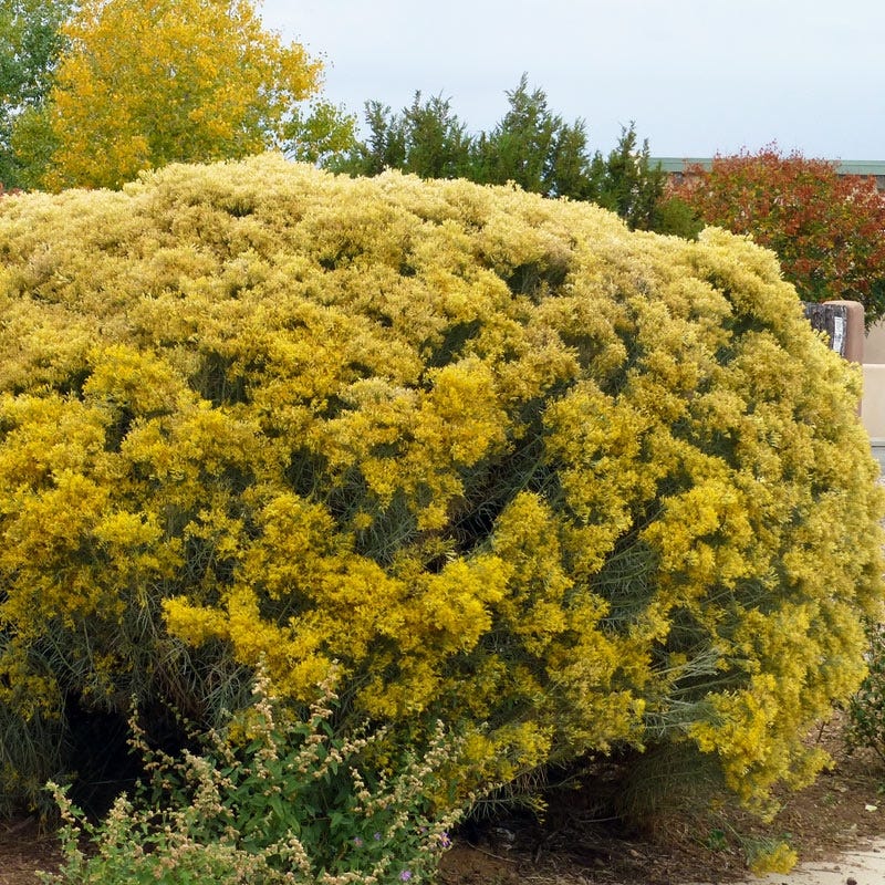 Native Intermountain West Songbird Pre-Planned Garden - Image 13