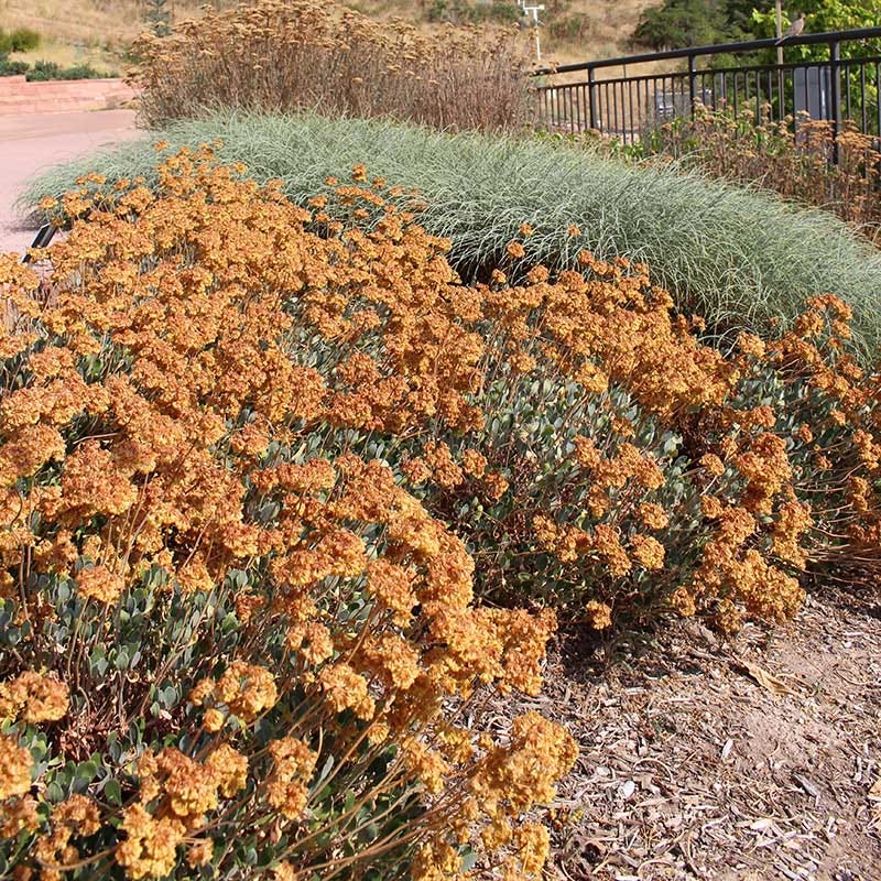 Native Intermountain West Songbird Pre-Planned Garden - Image 4