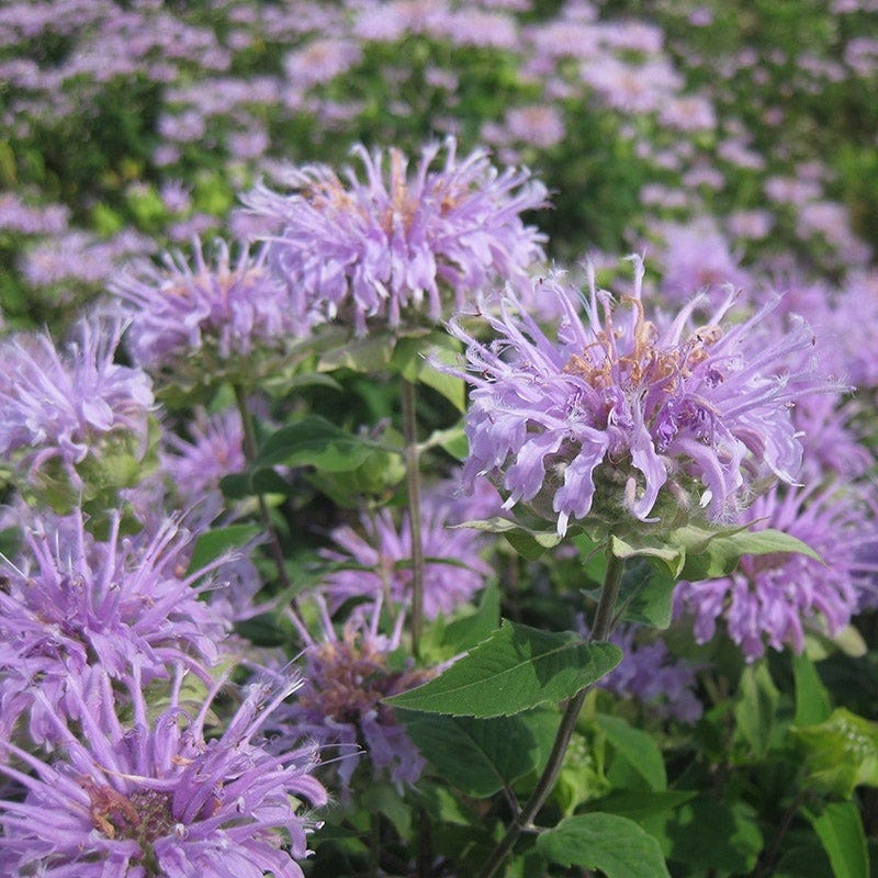 Native Intermountain West Songbird Pre-Planned Garden - Image 9