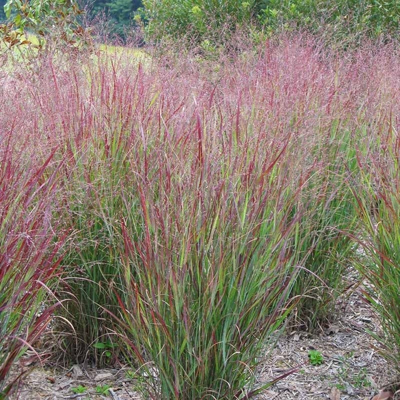 Native Mid-Atlantic Songbird Pre-Planned Garden - Image 4