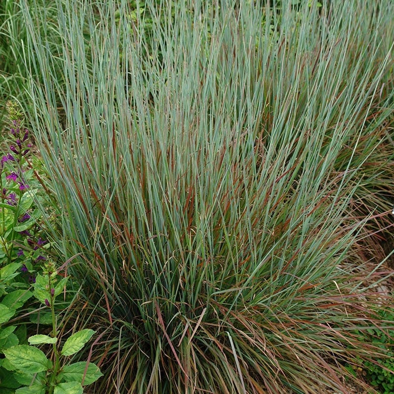 Native Mid-Atlantic Songbird Pre-Planned Garden - Image 6