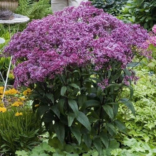 Native Midwest Songbird Pre-Planned Garden - Image 13