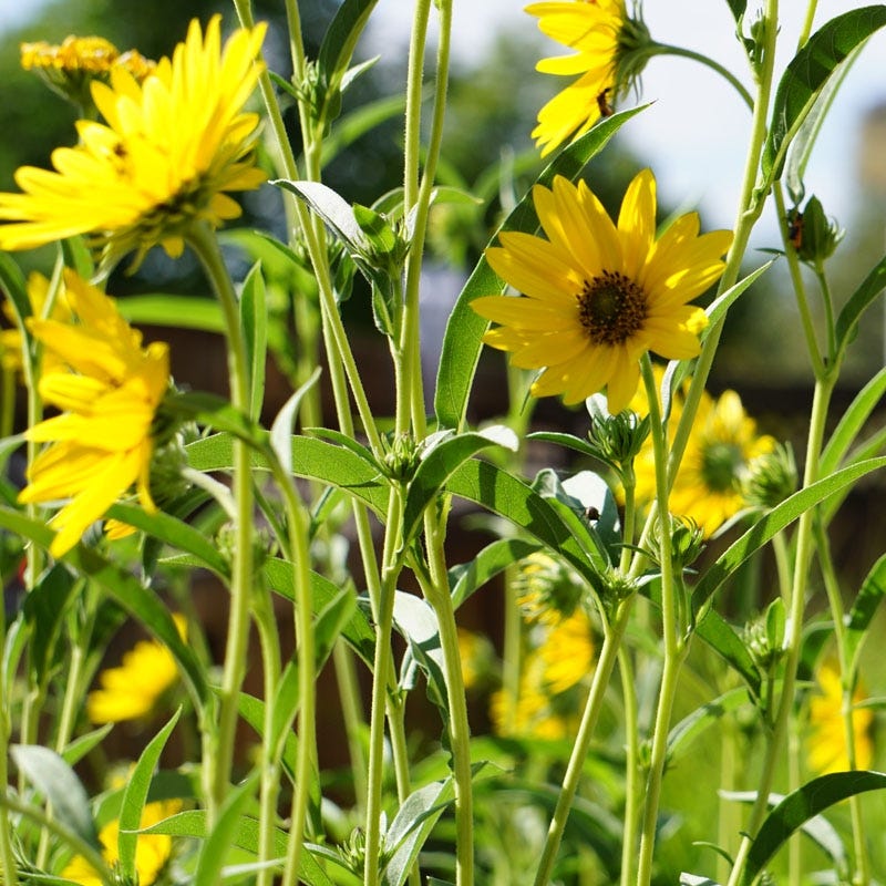 Native Midwest Songbird Pre-Planned Garden - Image 3