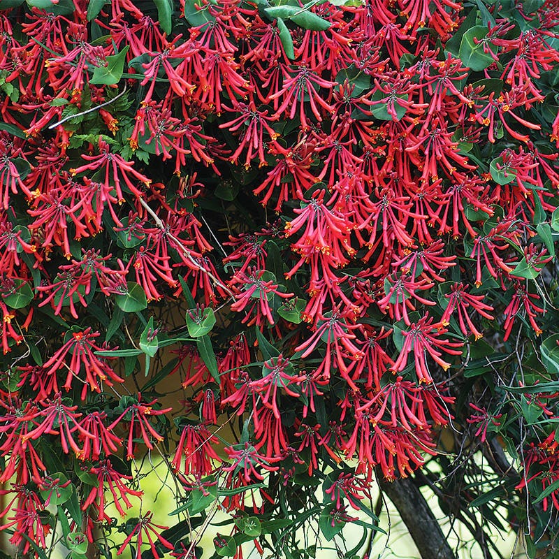 Native Midwest Songbird Pre-Planned Garden - Image 5