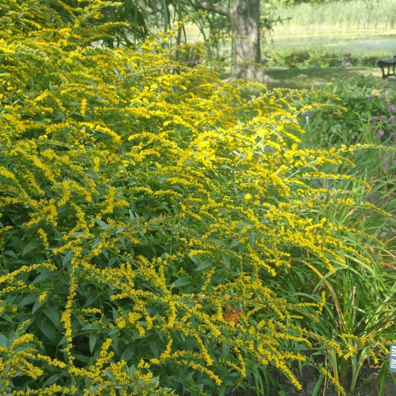Native Midwest Songbird Pre-Planned Garden - Image 7