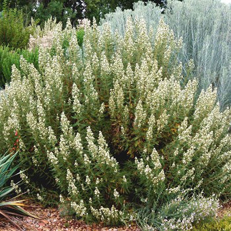Native Pacific Northwest Songbird Pre-Planned Garden - Image 6