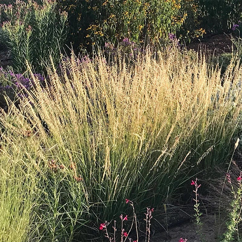 Native Southwest Songbird Pre-Planned Garden - Image 10
