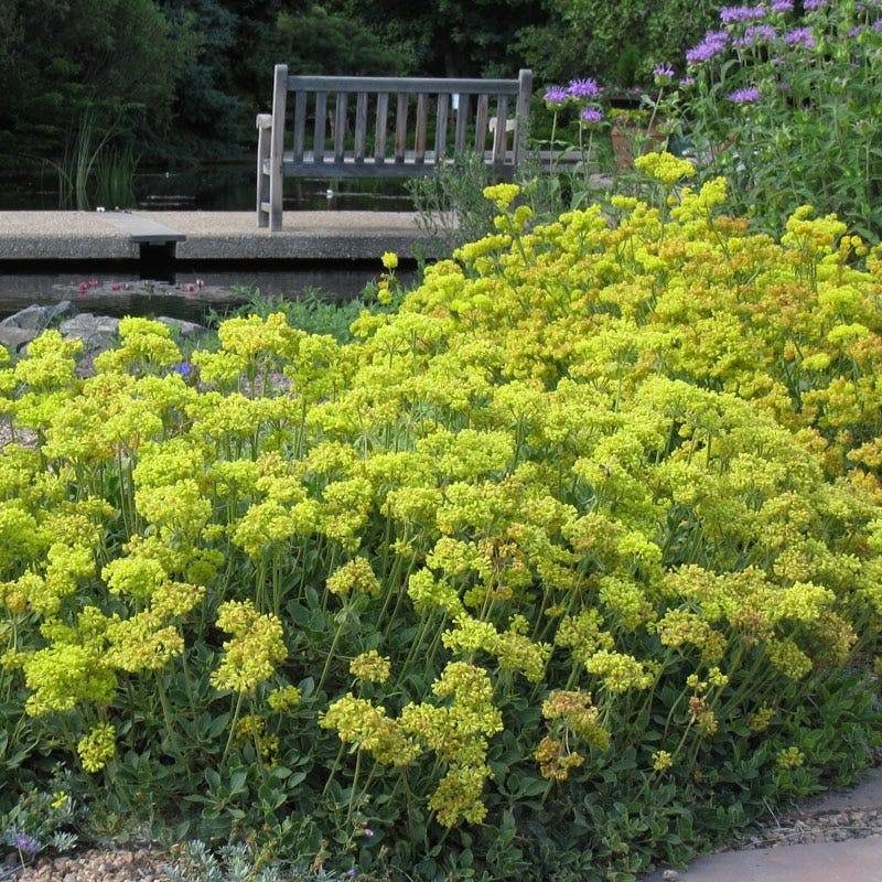 Native Southwest Songbird Pre-Planned Garden - Image 9