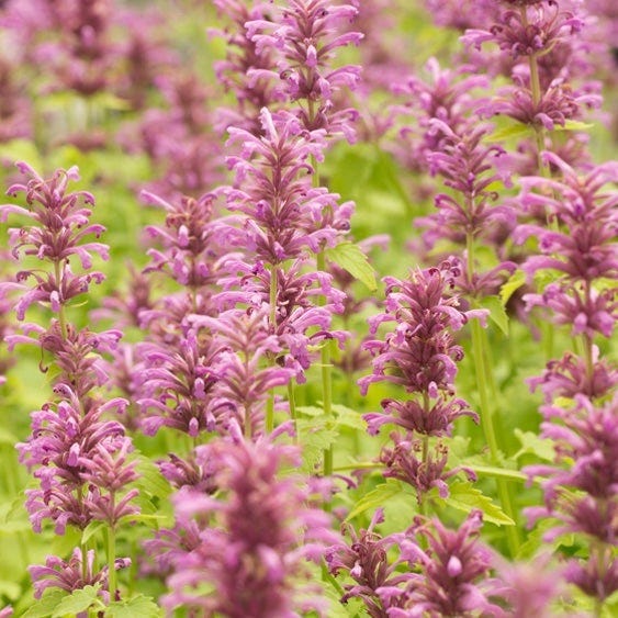 New Mexico Perennial Collection - Image 9