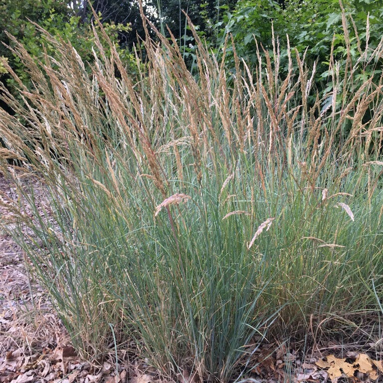 California Perennial Collection - Image 7