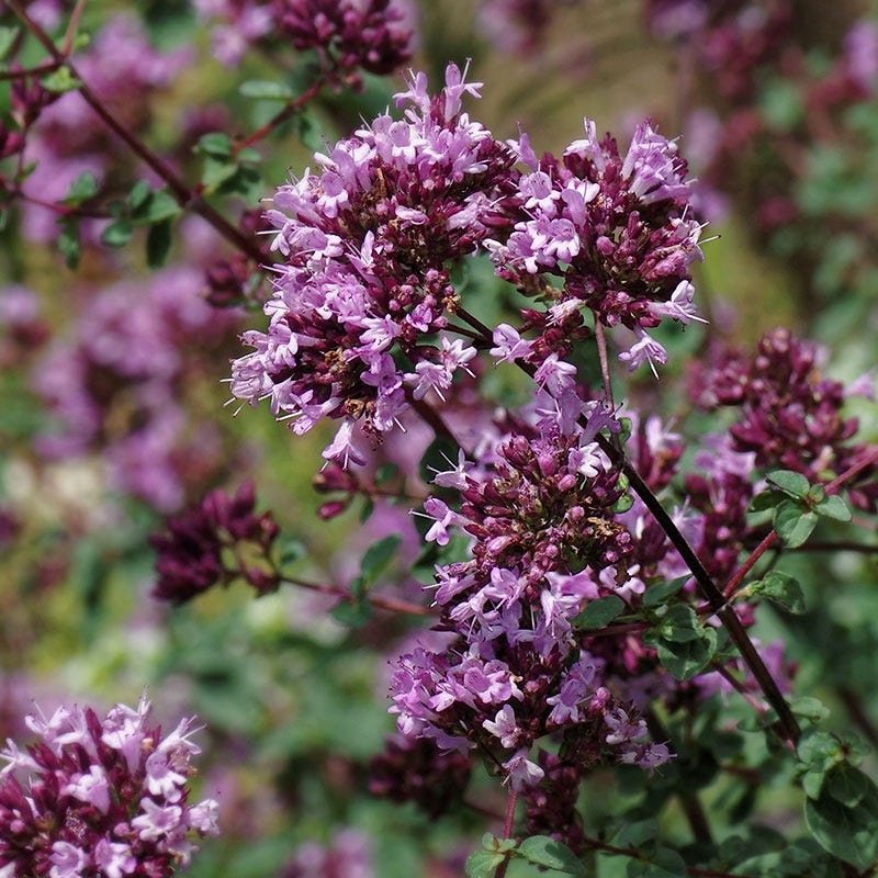 Rotkugel Ornamental Oregano - Image 2