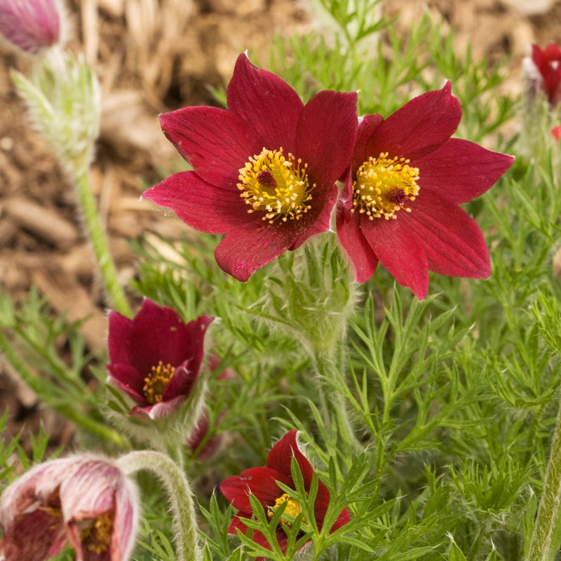 Red Bells Pasque Flower (Pulsatilla)