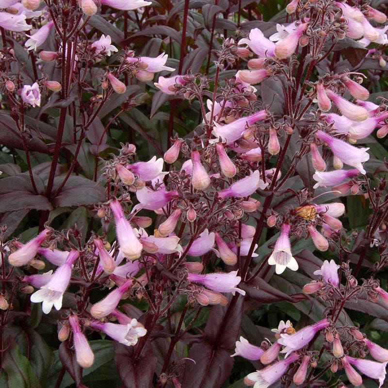 Hummingbird Attracting Collection For The West - Image 6