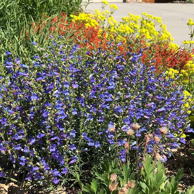 Electric Blue Penstemon - Image 4