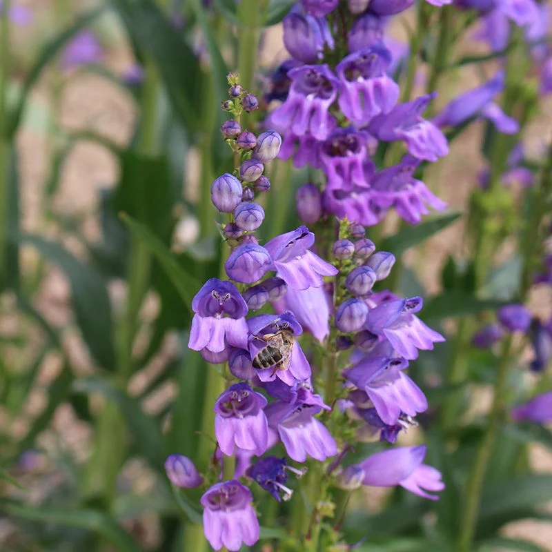 Rocky Mountain Penstemon - Image 3