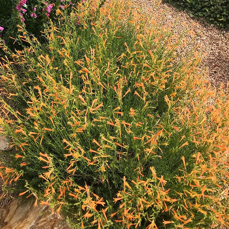 Summer Showstopper Pre-Planned Garden - Image 11
