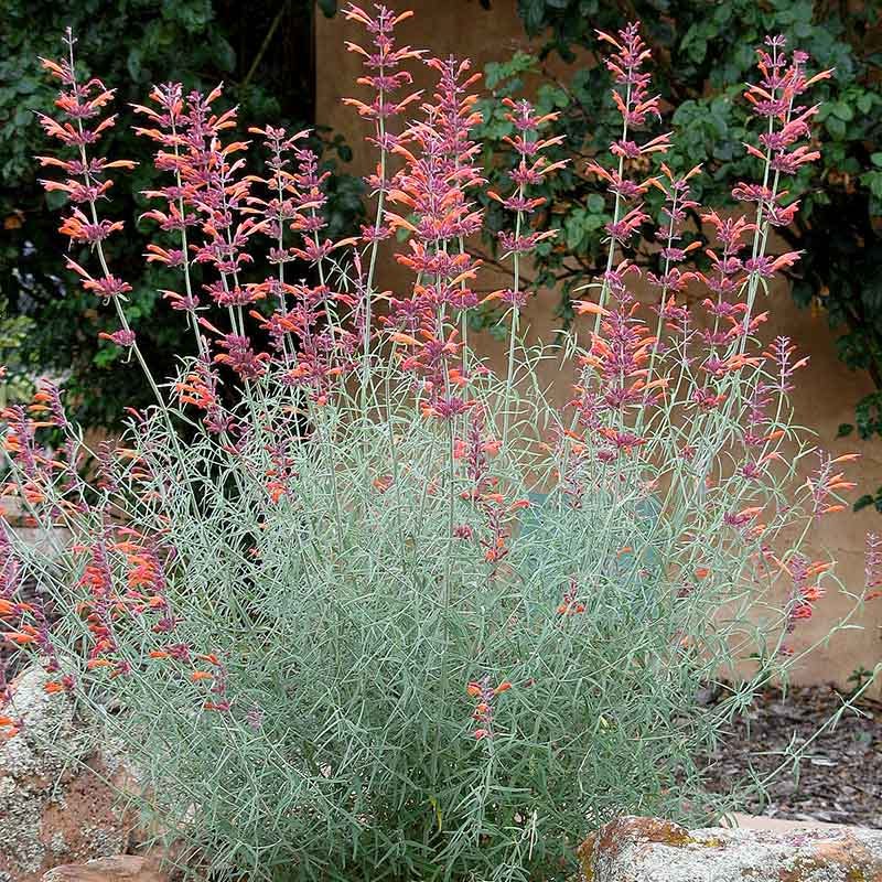 Plant Select® Waterwise Perennial Collection - Image 3